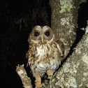 Mottled Owl