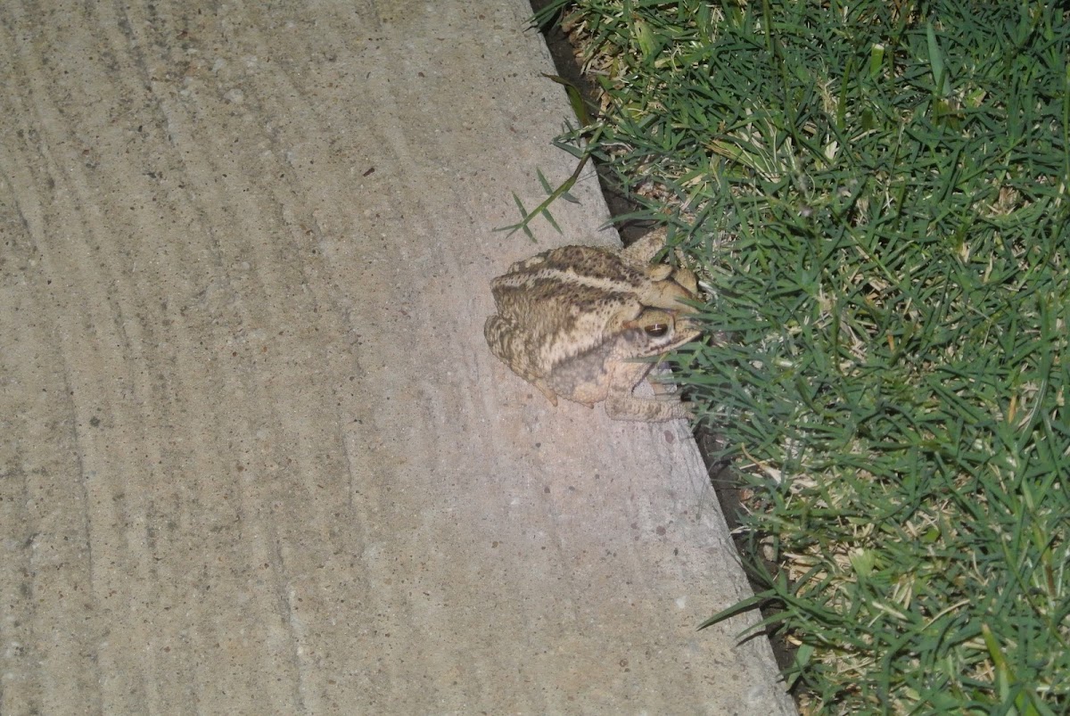 Gulf Coast Toad