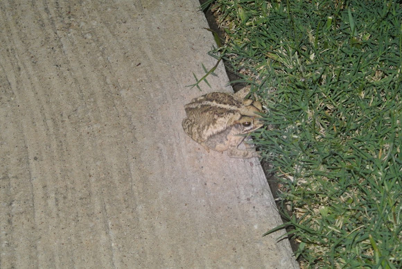 Spotting Image 1