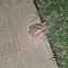 Gulf Coast Toad