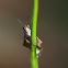 grasshopper