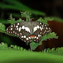 Citrus Swallowtail