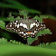 Citrus Swallowtail