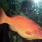 Red Grouper
