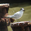 Sandwich Tern