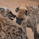 Spotted Hyena