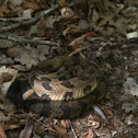 Rattle Snake