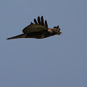 Buse variable