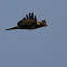 Buse variable
