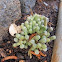 Baby Toes Sedum