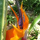 Flor del ave del paraíso