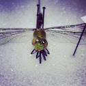 Dragon fly