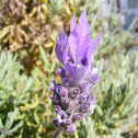 Alfazema