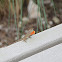 Brown Anole