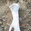 Mule Deer