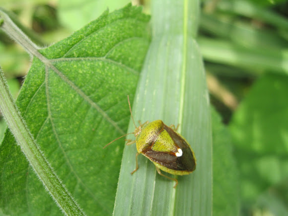 Spotting Image 1