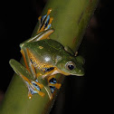 Reinwardt's tree frog