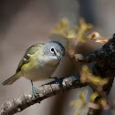 Blue-headed Vireo
