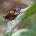 Arcalaus Ruby-eye Skipper