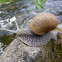 Burgundy snail, vinogradnjak
