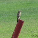 Juvenile woodchat shrike
