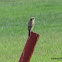 Juvenile woodchat shrike