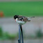 odd rose-breasted grosbeak