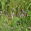 Purple Prairie Clover