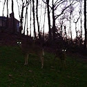 White-tailed Deer