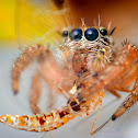 Jumping Spider