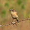 Common Stonechat