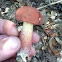 Two-colored bolete