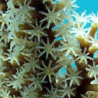 Brown Sea Rod