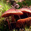 Small, red mushroom