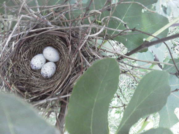 Spotting Image 1