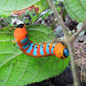 Caterpillar
