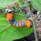 Caterpillar