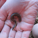 Salamander