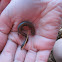 Salamander