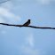Western Kingbird