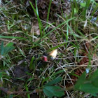 Firefly