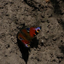 European peacock(butterfly)