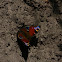 European peacock(butterfly)