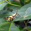 Arctiidae moth