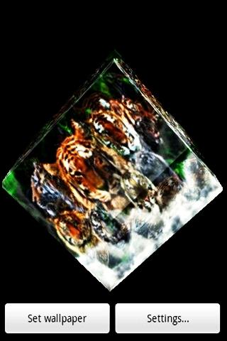 Tiger 001
