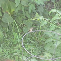 Hummingbird