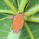 shield bug nymph