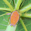 shield bug nymph