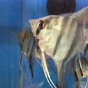 Angelfish