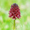 Nigritella rhellicani or Nigritelle noire